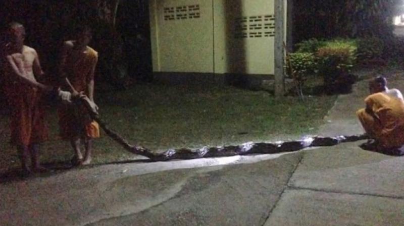 The python was captured and later released in the wild (Photo: YouTube)