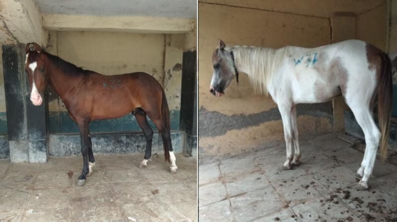 Both the horses were transported to Brihanmumbai Municipal Corporations (BMC) cattle pound in Malad for immediate medical examination and veterinary care.