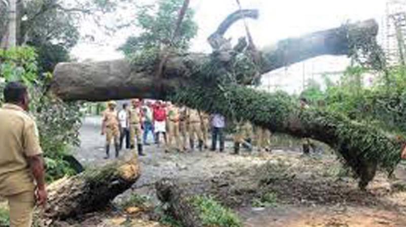 Similarly on June 3, a tree fell over the tracks at Kaduturutty-Kuruppanthara section, affecting rail traffic.