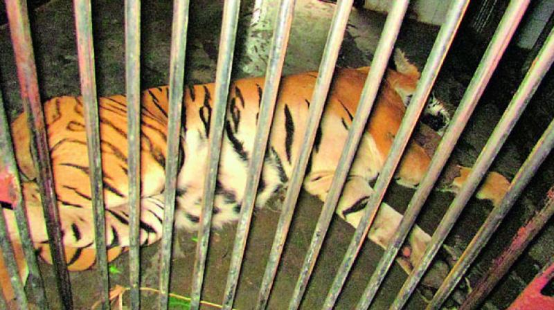 The Central Zoo Authority has issued directives to all recognised zoos in the country which have suggested health monitoring protocol for zoos. (Photo: Representational Image/PTI)