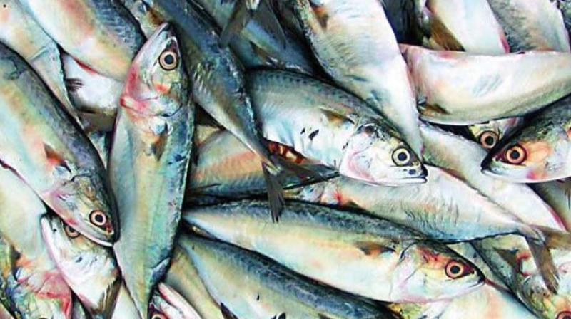 Rs 49 crore for inland fisheries sector.