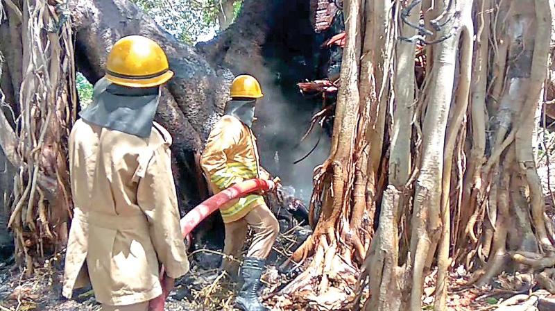 Fire and rescue service personnel dousing the fire in banyan tree, which fell on bike killing two near Cheyyur (Photo: DC)