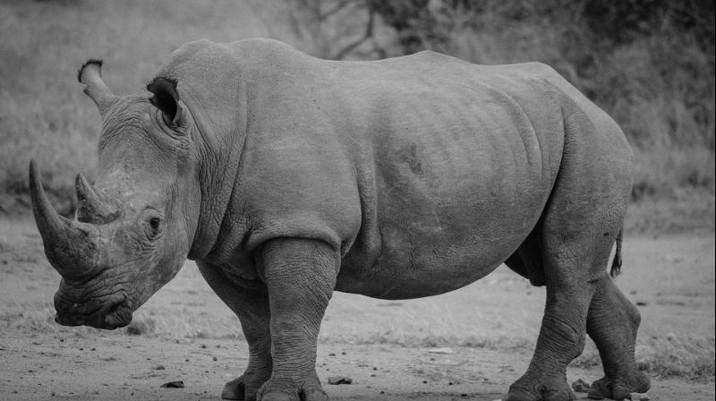 The last time a rhino was spotted in Chad was in 1972, according to official documents Chad submitted to South Africa.  (Photo: Pixabay)