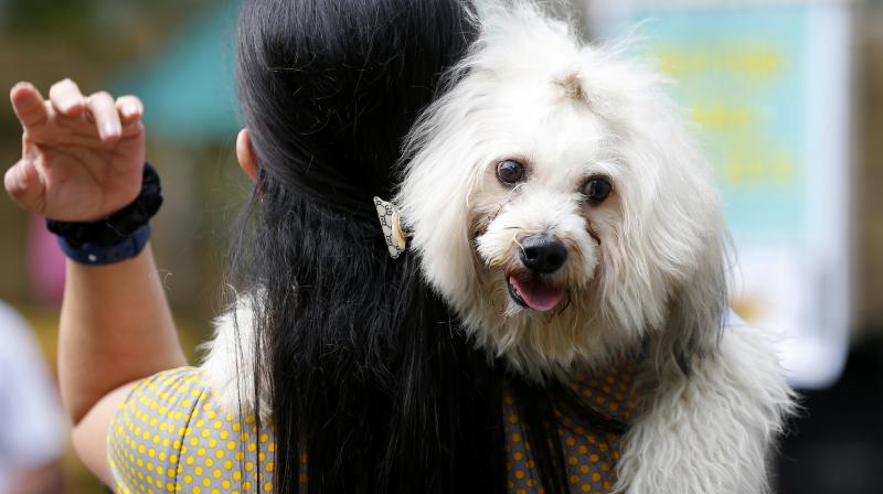 Homeless animals typically face cruelty or even extermination on the streets of the city. (Photo: Representational Image/ AP)