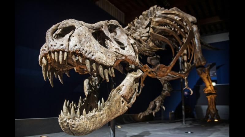 The skeleton of a T rex named Trix is installed in a room of the Naturalis Museum of Leiden, Netherlands on September 9, 2016, during the exhibition \T rex in Town\ (Photo: AFP)