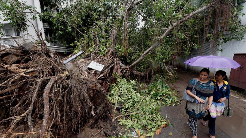 Girls walk past an uprooted tree a day after cyclone Vardah, in Chennai. (Photo: PTI)