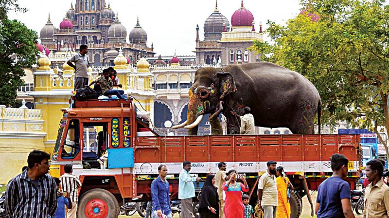 An elephant on a truck ready to be taken to its forest camp from Mysuru on Thursday after the end of Dasara festivities (Photo: KPN)