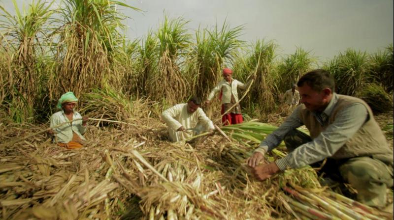 Mills in Maharashtra have produced 3.14 million tonnes of sugar so far in the current season that started on Oct. 1, compared with 4.3 million tonnes produced during the same period a year ago