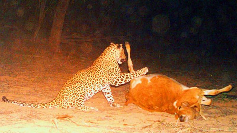 An image captured in the camera trap set by forest officials shows the leopard gorging on the carcass of a calf it had killed earlier in the day near Yacharam in Ranga Reddy district.