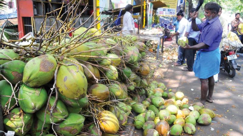 Tender coconuts are getting sold like hot cakes as temperature soars in the state capital. A tender coconut shop near Vanchiyoor in Thiruvananthapuram on Friday.  (A.V. MUZAFAR)