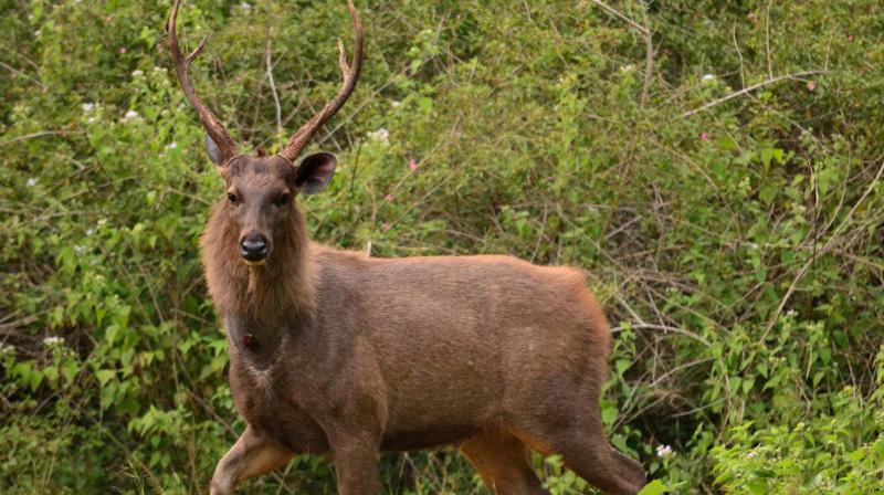 After five hours of struggle, the animal was brought out by a team of forest department staff and given first aid by veterinary doctors.