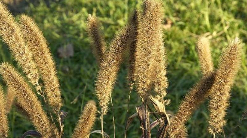 Sorghum (jowar) is a crop that offers complete food and nutritional security to the populations of dry land India and rich fodder for its cattle.