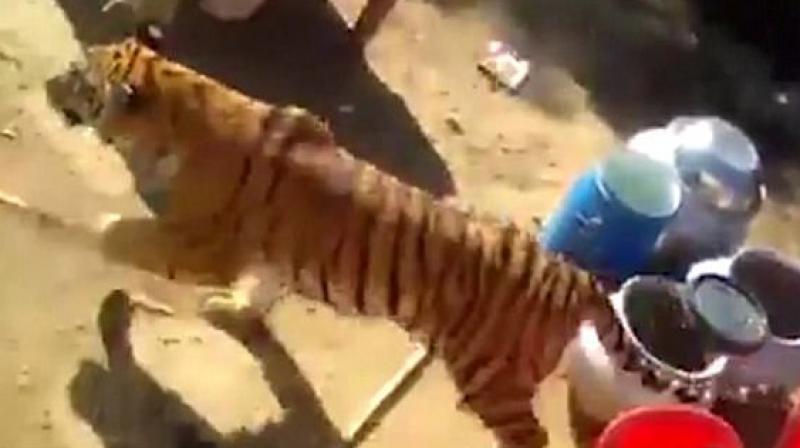 The tiger emerged from the bushes near the village (Photo: YouTube)