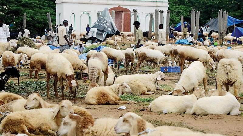 Sheep and goats on sale at Idgah maidan at Chamarajpet in Bengaluru 	DC