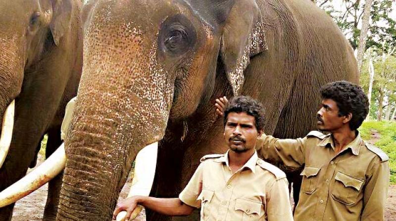 Deputy Conservator of Forests V Yedukondalu said the second batch of elephants for Dasara will be arriving in Mysuru on Thursday and the jumbos will be welcomed by offering puja.