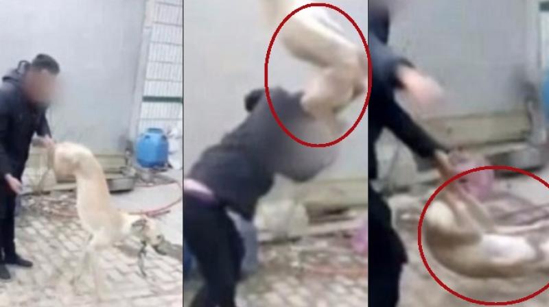 The video has went viral in China triggering outrage on social media (Photo: YouTube)