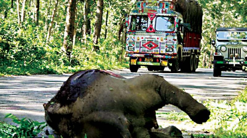 A file photo of the carcass of a elephant near the highway running through Bandipur National Park