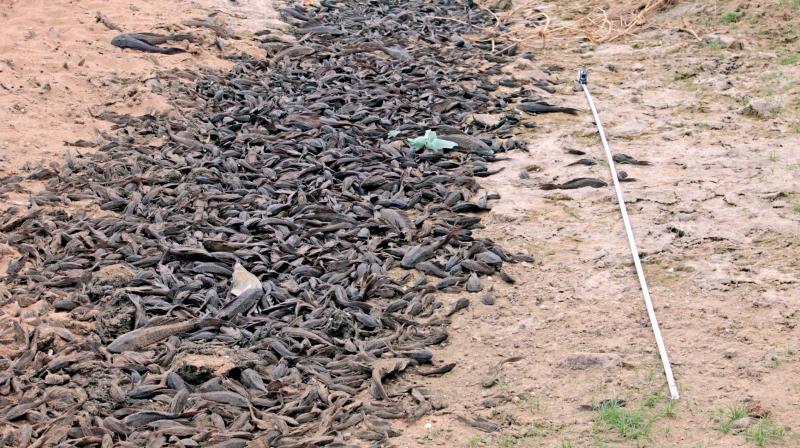A huge biomass of unmarketable Tank cleaner fish discarded in the river bank in a part of Cauvery river basin by the fishermen. (Photo: DC)
