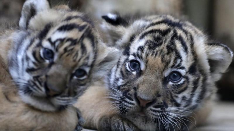 International Tiger Day 2019: In and around the globe