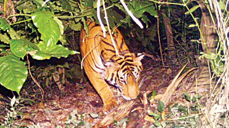 A picture of the tiger which strayed into Uduse village of Mudigere in Chikkamagaluru district. (Photo: DC)