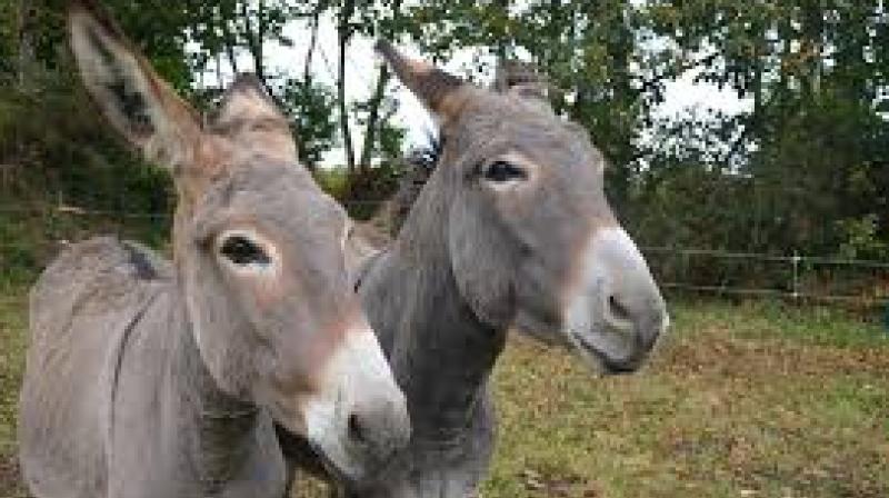Donkeys are on the verge of extinction in Andhra Pradesh as the animals are being slaughtered indiscriminately and the meat is being sold openly, violating Food Standard Authority of India norms.