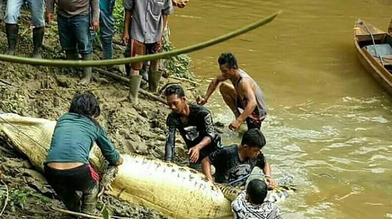 Authorities shot and killed the crocodile close to a riverbank where a local palm oil plantation worker had gone missing two days earlier, with only his motorbike and sandals found at the site. (Photo: AFP)