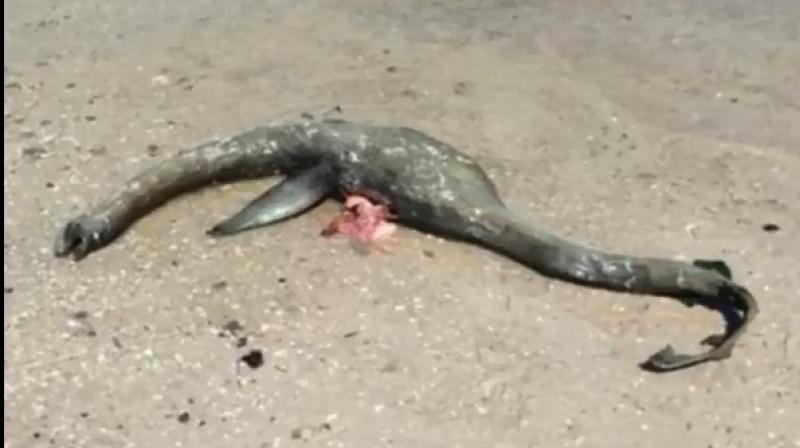 Mysterious sea creature resembling Loch Ness Monster washes up on Georgia beach