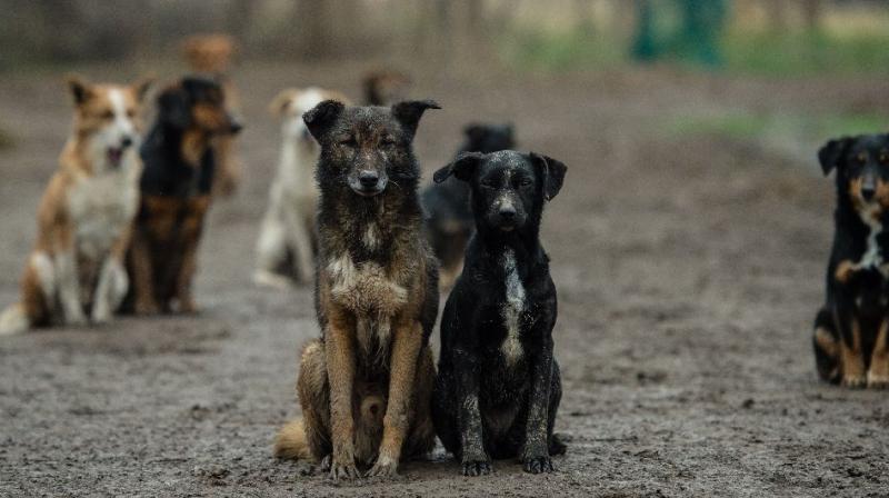 The dogs surrounded her to protect from crows (Photo: AFP)