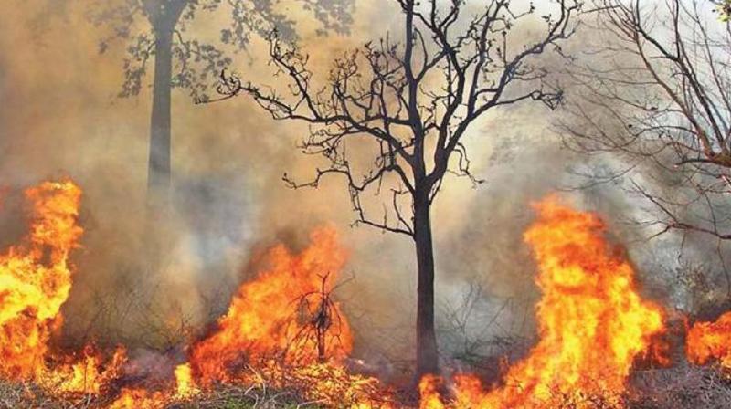 On Sunday the group held a public event at Rangoli Art Centre, MG Road on the topic â€œInferno in the Elephant Forestsâ€ which dealt with forest fire and the ecosystem in forests where elephants survive in large numbers. (Representational image)