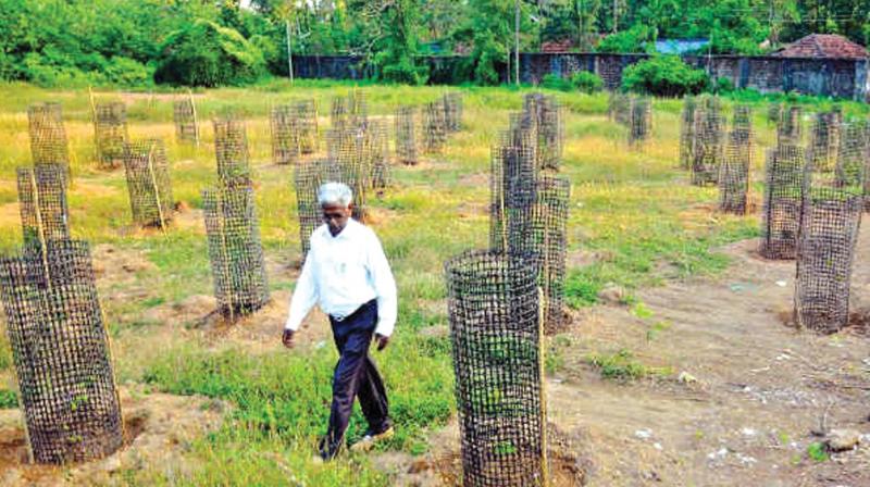 A file picture of the compensatory tree planting initiative of Metro.	(Photo: DC)