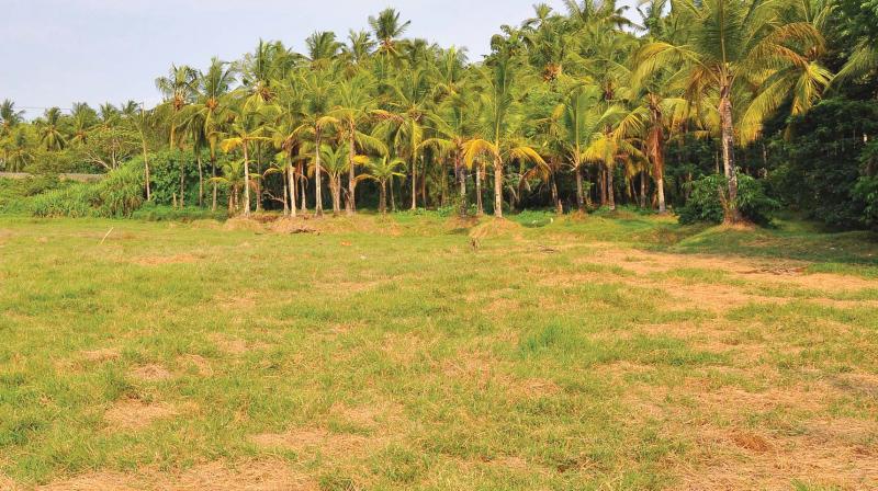 The wetland area at Arothukuzhi near Chettikulam in Kozhikode. (Photo:  Viswajith K.)