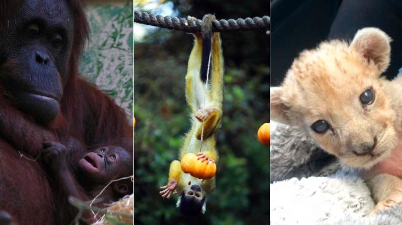 In Photos: Animals who grabbed headlines this week In Photos: Animals who grabbed headlines this week