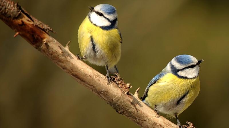 Church shuts its doors after pair of blue tits discovered nesting in vicars lectern. (Photo: Pixabay)