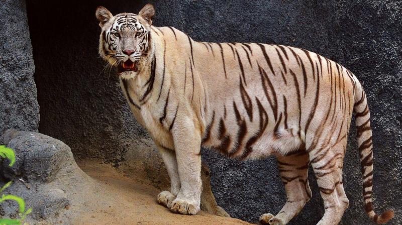 A document accessed by Deccan Chronicle shows that the zoo authority has received over Rs 70 lakh in the last nine years. (Photos: E.K. Sanjay)
