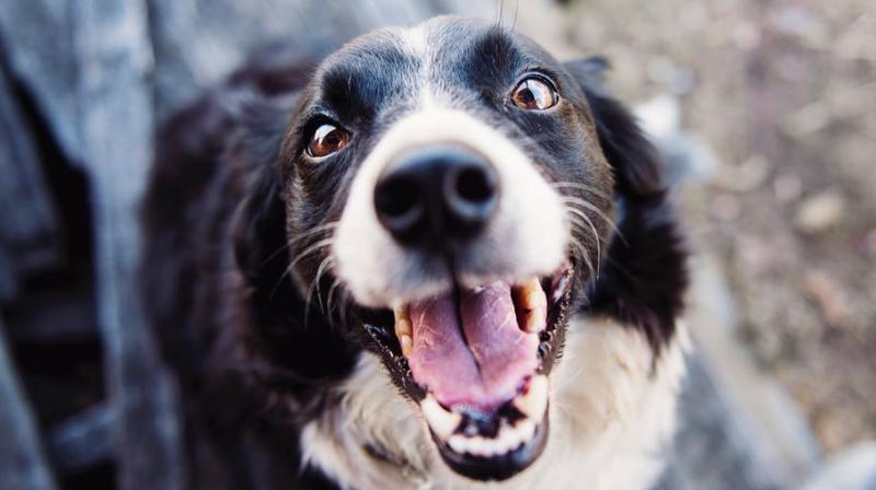 Researchers discover hormones that make dogs aggressive. (Photo: Pexels)