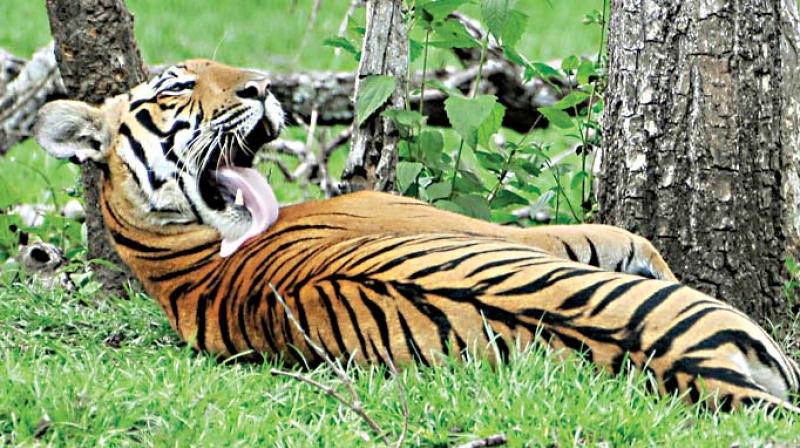 On Monday, Chinnappa, who lived on the edge of DB Kuppe range, was attacked by a tiger when he had gone to the forest to answer natures call.    (For representation only)