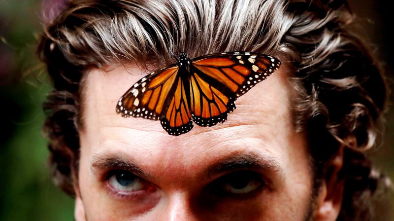 A Monarch butterfly rests on the forehead of a man, at the Amanalco de Becerra sanctuary, on the mountains near the extinct Nevado de Toluca volcano, Mexico. (Photo: AP)