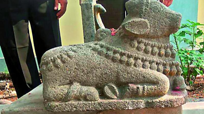 The 16th Century Nandi idol found at Neppalli in Krishna district on Monday.