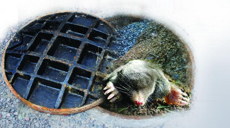 Bandicoots and rats are chewing into the citys sewer pipeline, clogging the whole network.