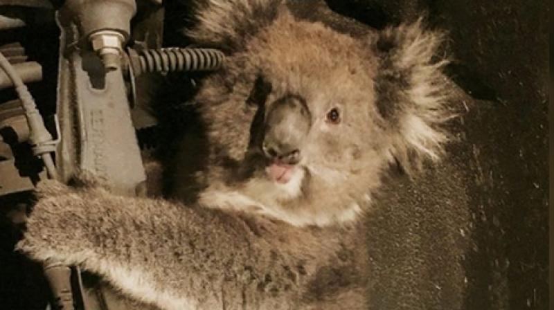 The driver of the vehicle was unaware of the koala until he heard some unusual cries.