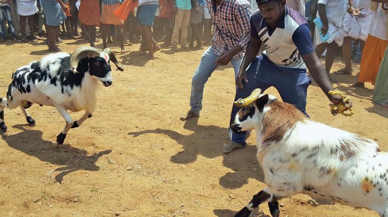 Known as Keda sandai (Ram fight), the event was held at Maravapatti village near Palamedu where about 60 rams vied for the honours.