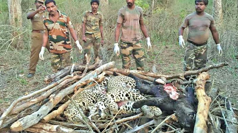 Foresters making arrangements to burn the carcass of three  leopards that died  this month.