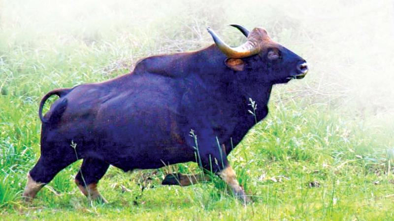 Indian gaur