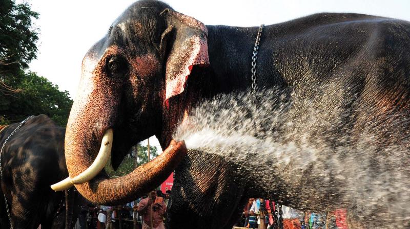 Elephants splash themselves with water from a water tank at Thekkinkadu Maidan Thrissur on Thursday. (Photo: ANUP K VENU)