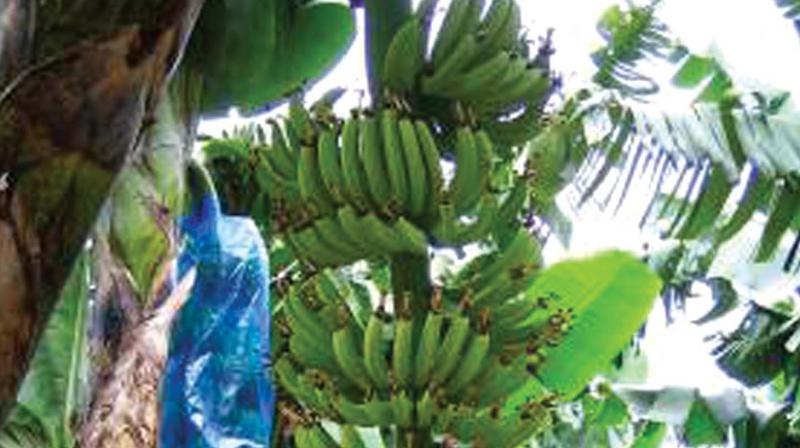 According to the data of the agriculture department, banana cultivation is spread across 8,000 hectares in the district.