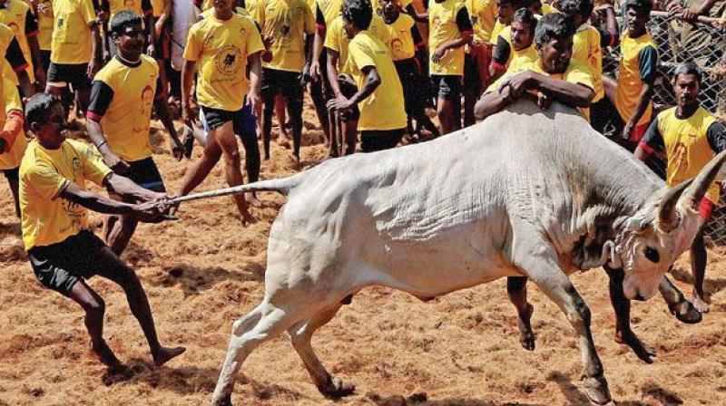 At least 90 persons including over ten bull-tamers were injured and a bull was killed in two separate jallikattu events, one held at Arasalur near Perambalur, and another Palinganatham village in Ariyalur district on Thursday.