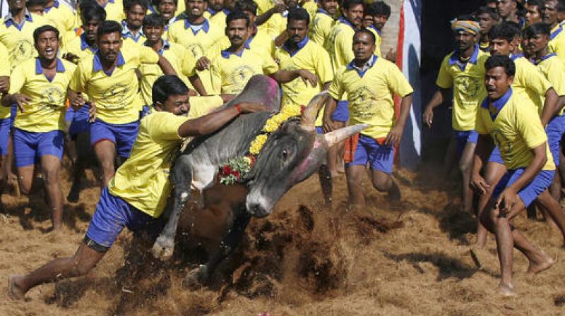Since Tuesday, Marina Beach in Chennai has turned into the hotbed of pro-Jallikattu protests, with thousands of people camping at the seafront demanding a lifting of the ban. (Photo: AP)