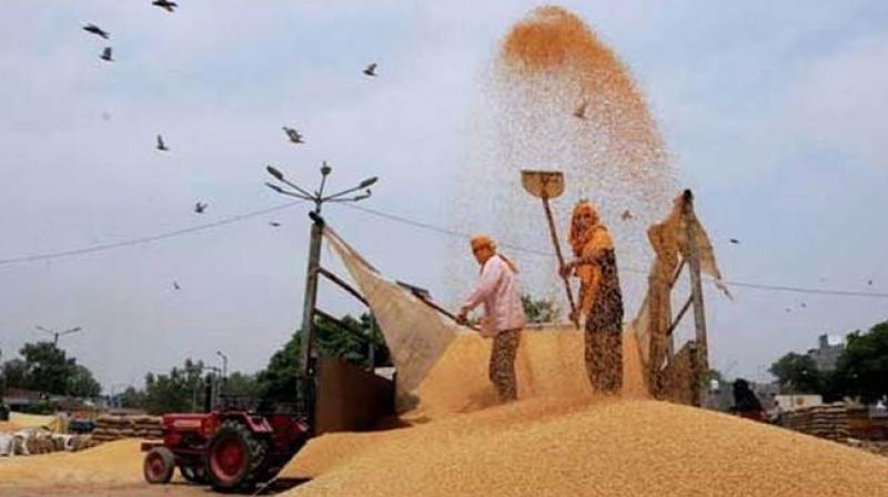 Wheat import duty was raised to 10 per cent to curb shipments. (Photo: PTI)