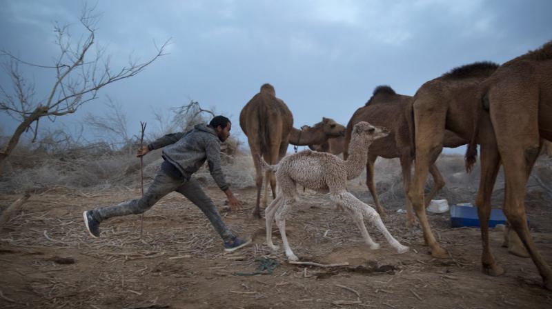 In Photos: Bedouin revert to nomadic lifestyle for camel birthing