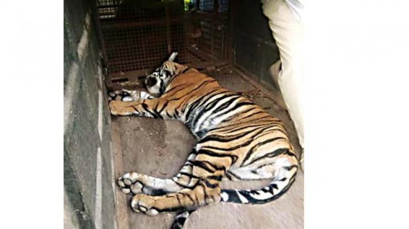 The tiger which was rescued from a snare on the border of Nagarahole National Park.